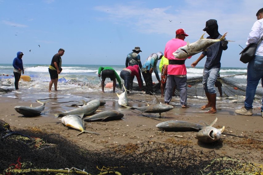Capturan 8 toneladas de jurel en Antón Lizardo Capturan 8 toneladas de jurel en Antón Lizardo