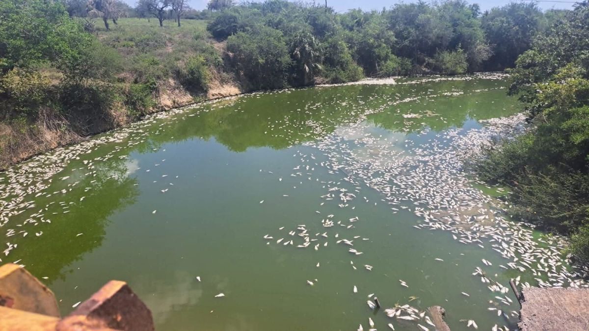 Otra mortandad de peces, en Ozuluama Otra mortandad de peces, en Ozuluama